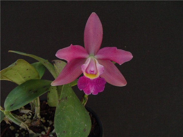 Фото орхидеи Laelia alaori x Pecaviensis