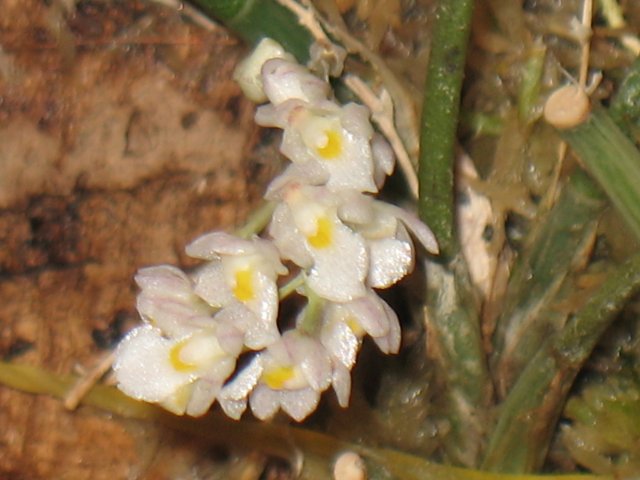 Фото орхидеи Capanemia