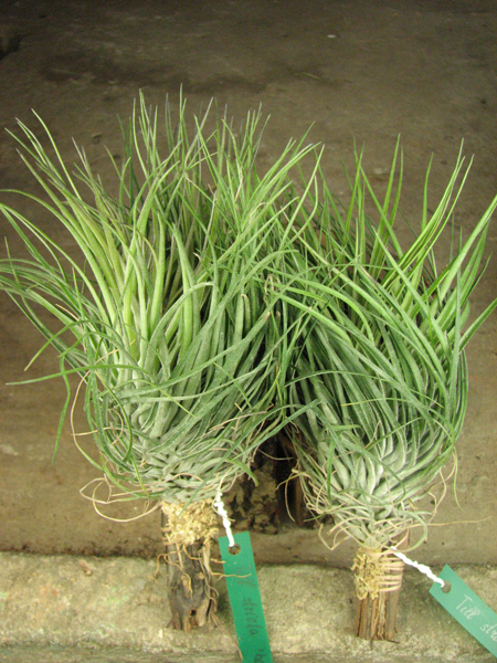 Tillandsia stricta 'Bak'.jpg