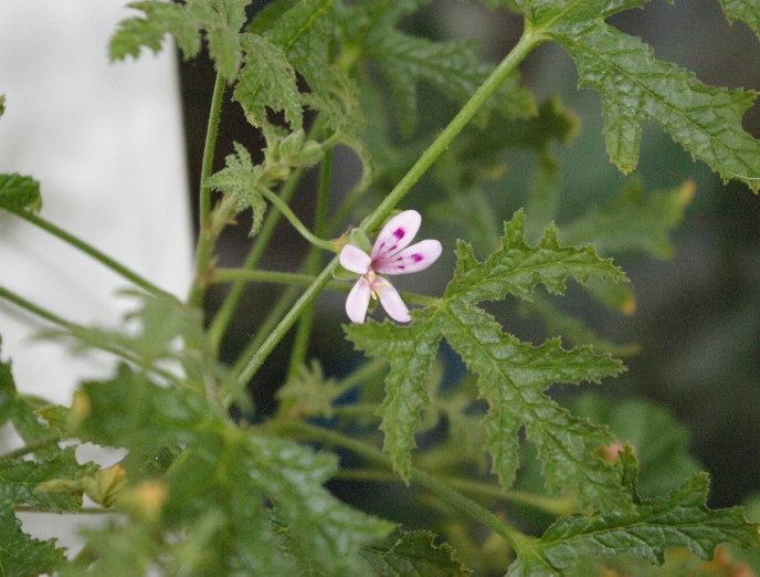 P.Viscosissimum