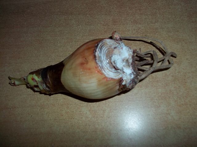 100_1352.JPG
