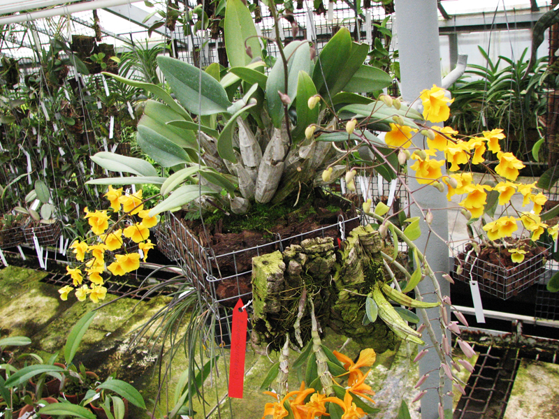 Dendrobium aggregatum.jpg