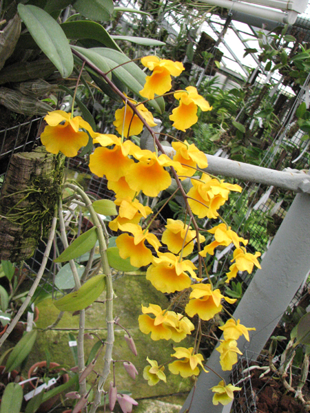 Dendrobium aggregatum.jpg
