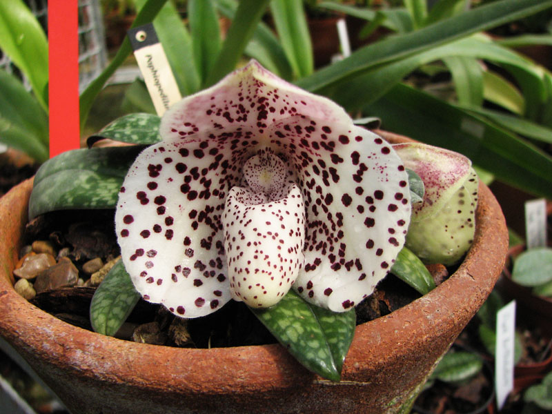 Paphiopedilum bellatulum.jpg