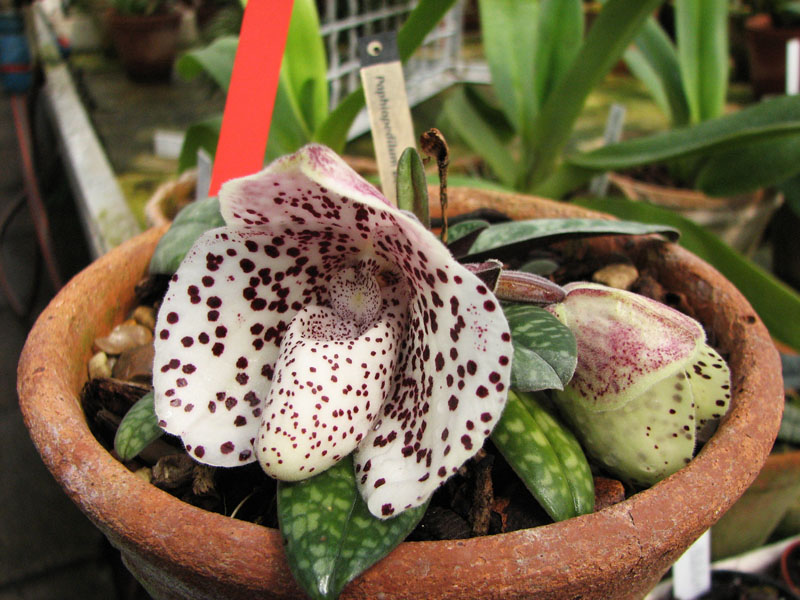 Орхидея Paphiopedilum bellatulum.jpg