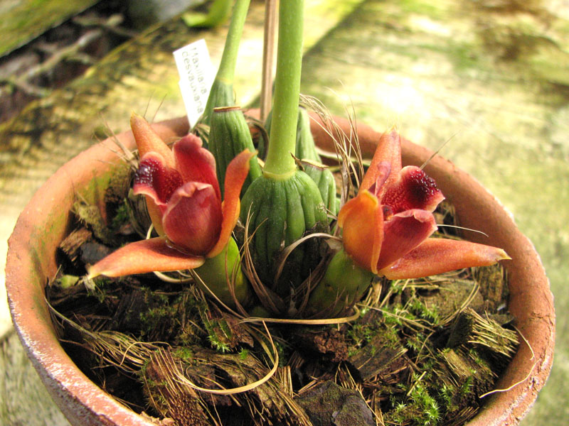 Maxillaria desvauxiana.jpg