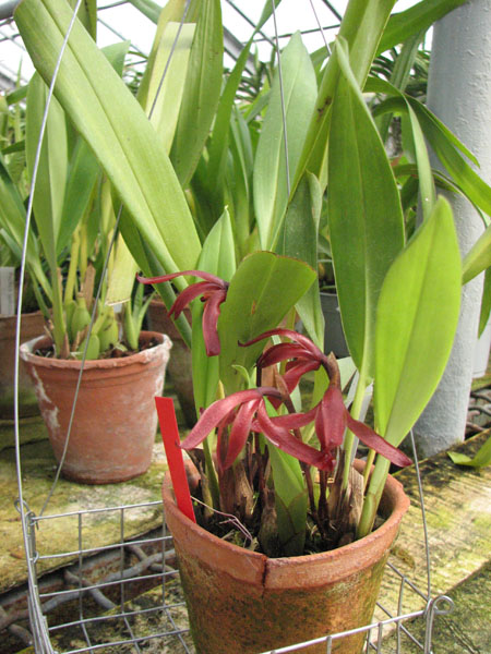 Maxillaria calantha.jpg