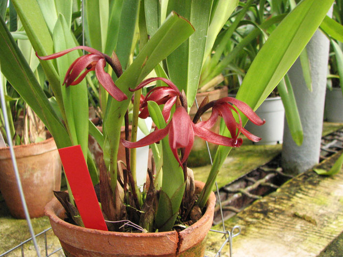 Maxillaria calantha.jpg