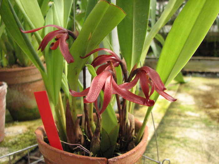 Maxillaria calantha.jpg