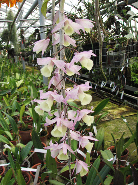 Dendrobium aphyllum.jpg