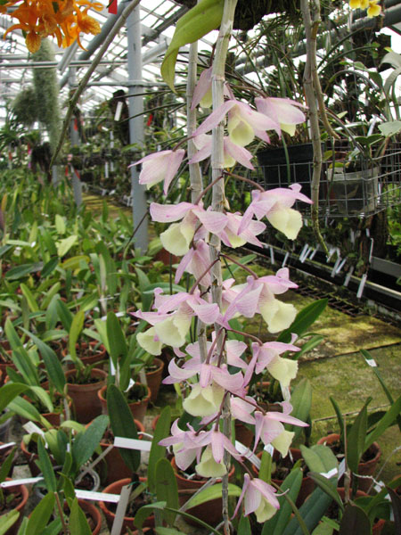 Dendrobium aphyllum.jpg