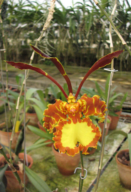 Psychopsis Kalihii 'Big'.jpg