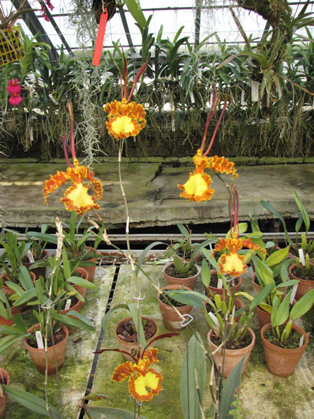 Psychopsis Kalihii 'Big'.jpg