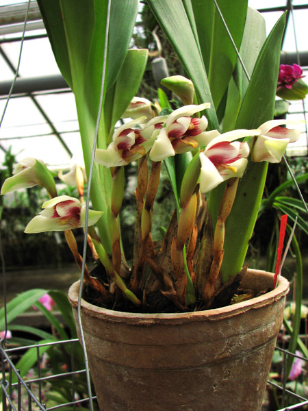 Maxillaria irrorata.jpg