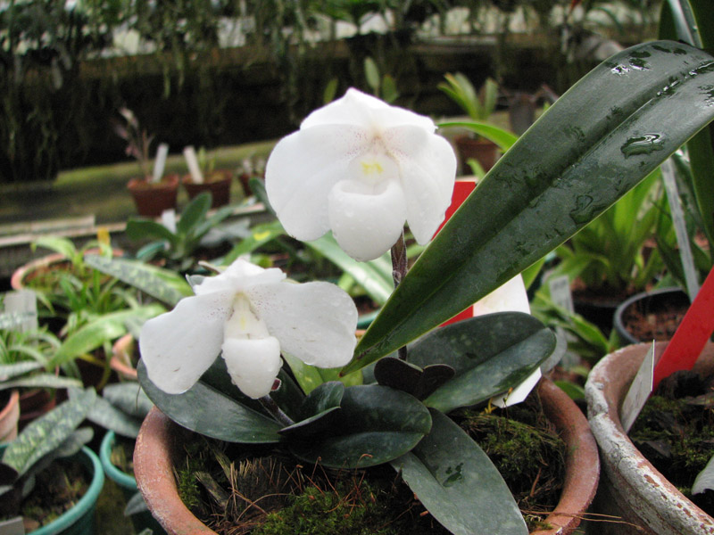 Paphiopedilum niveum.jpg