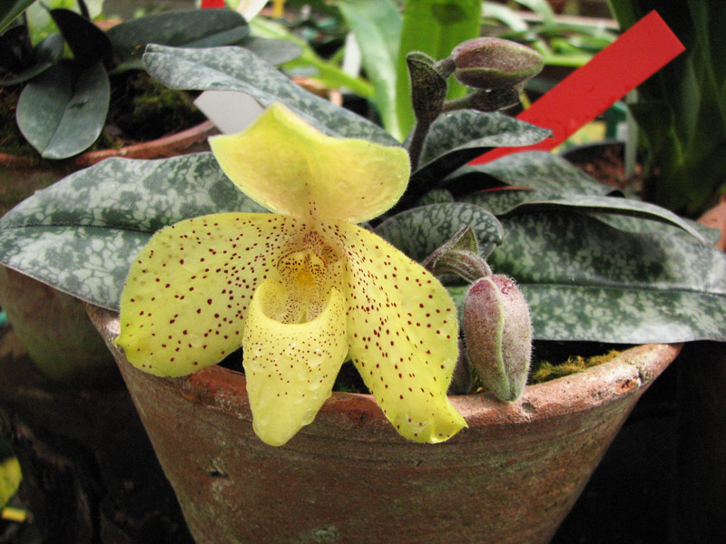 Paphiopedilum concolor.jpg