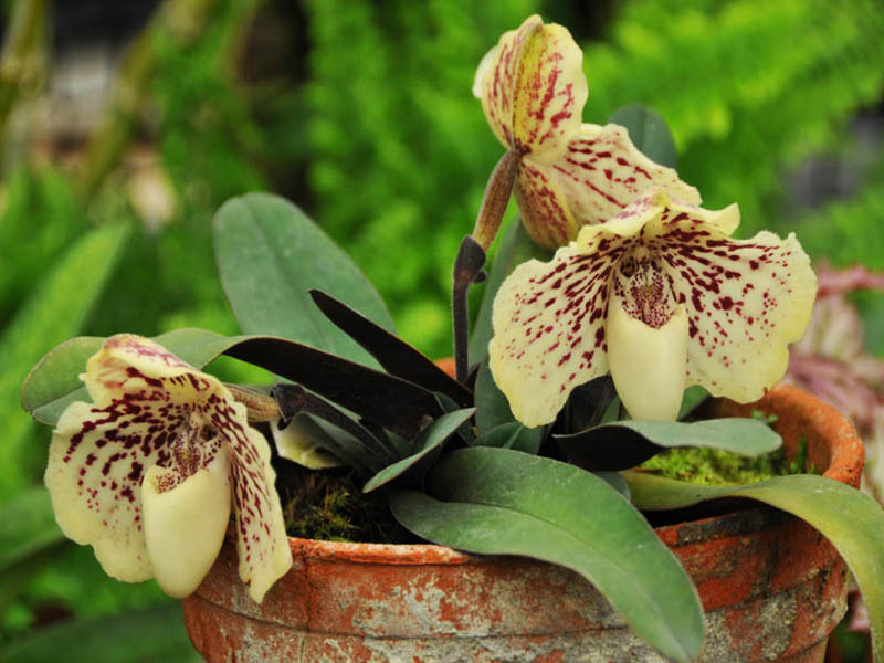 Paphiopedilum godefroyae.jpg