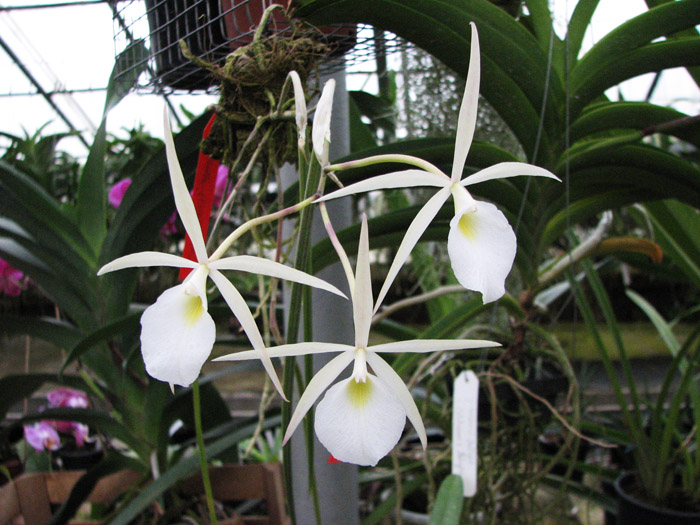 Brassavola flagellaris.jpg