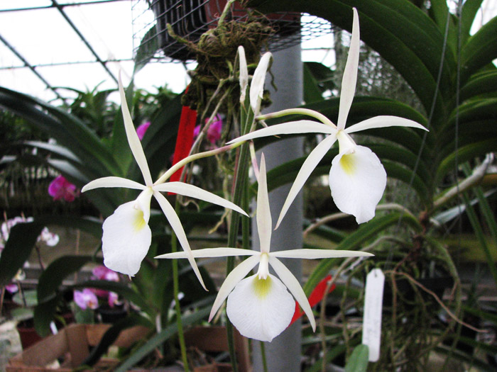 Brassavola flagellaris.jpg