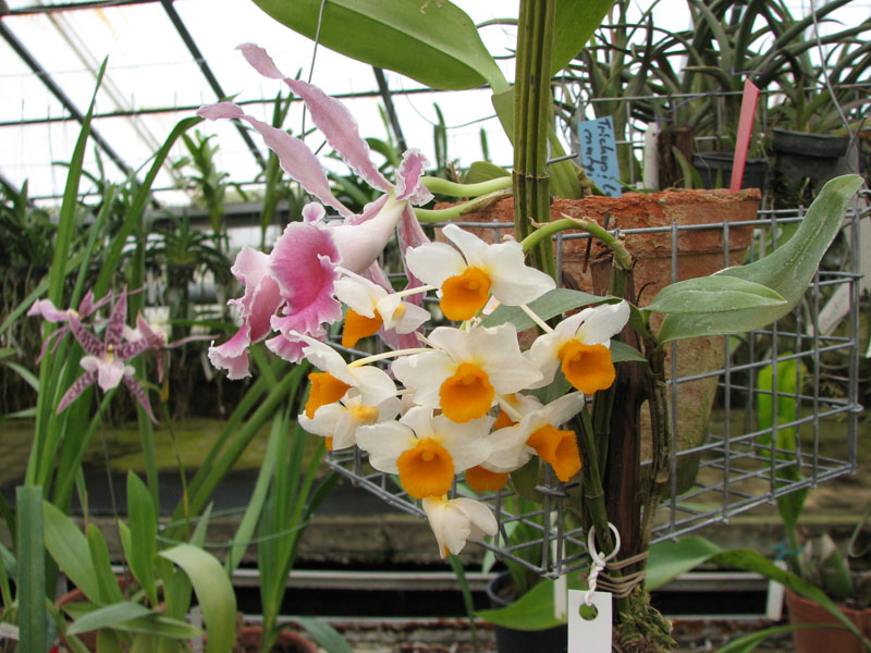 Dendrobium thyrsiflorum.jpg