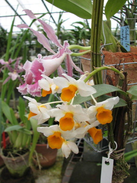 Dendrobium thyrsiflorum.jpg