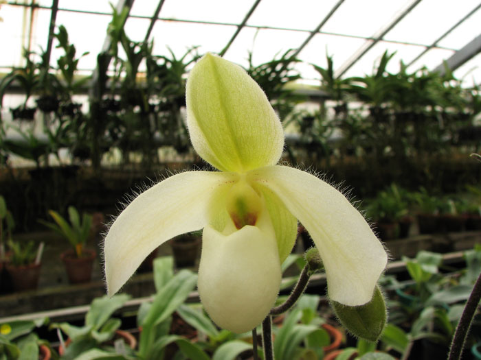 paphiopedilum delenatii x primulinum.jpg