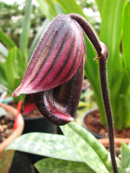 Paphiopedilum.jpg