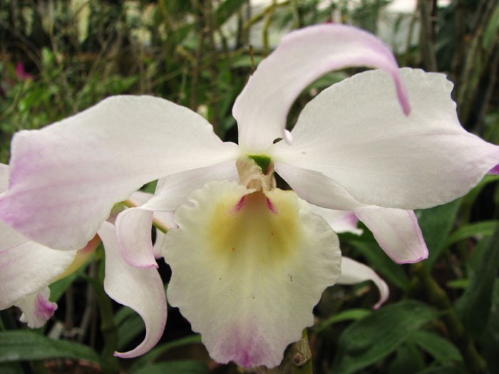 Dendrobium nobile.jpg