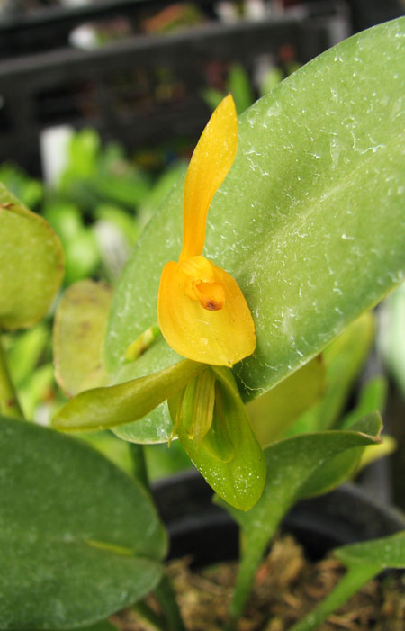 Acianthera casapensis.jpg