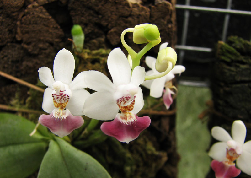 Phalaenopsis parishii.jpg