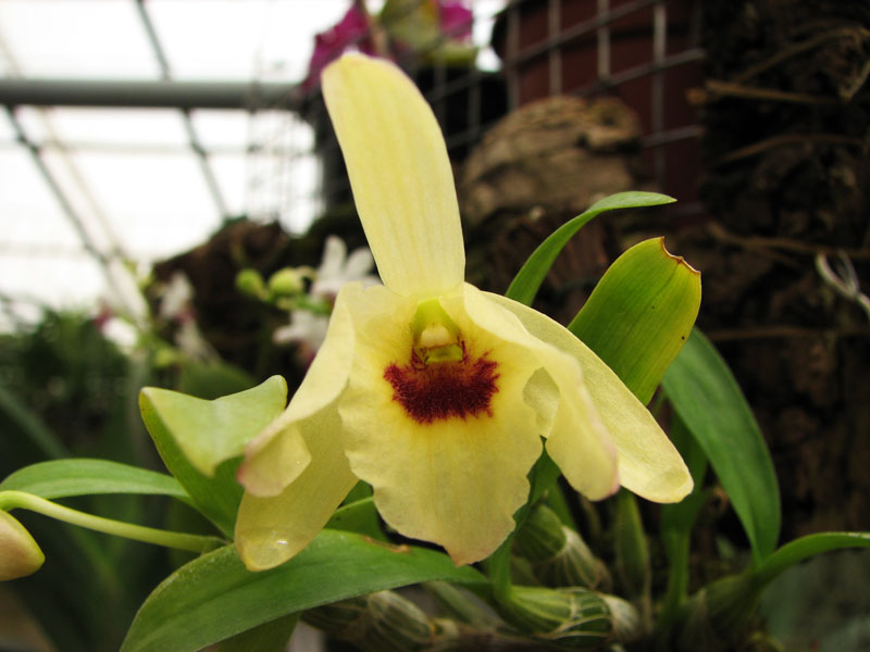 Dendrobium moniliforme Hoshibu.jpg