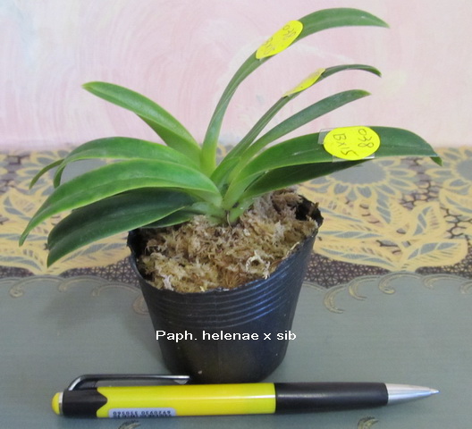 Paph. helenae 2.jpg