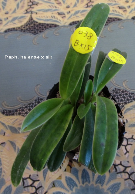 Paph. helenae 3.jpg