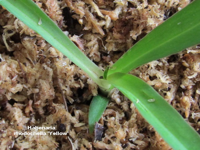 Habenaria rhodocheila 'Yellow'1.jpg