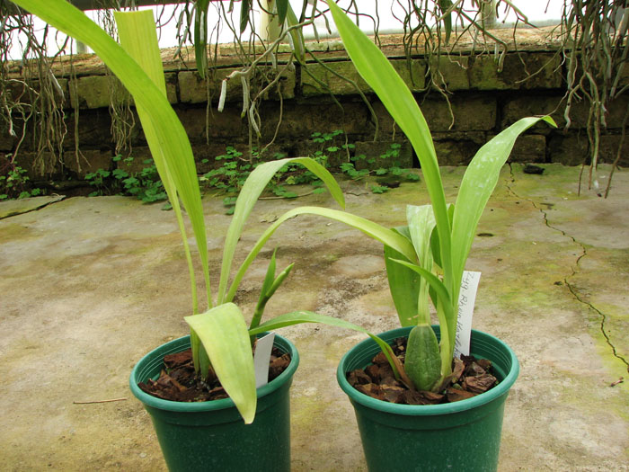 Zygopetalum.jpg