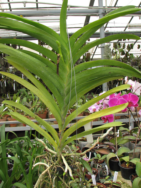 Vanda Manuvadee.jpg