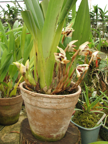 Maxillaria irrorata.jpg