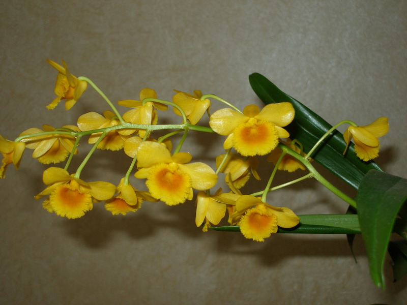 Dendrobium chrysotoxum  из Schwerter