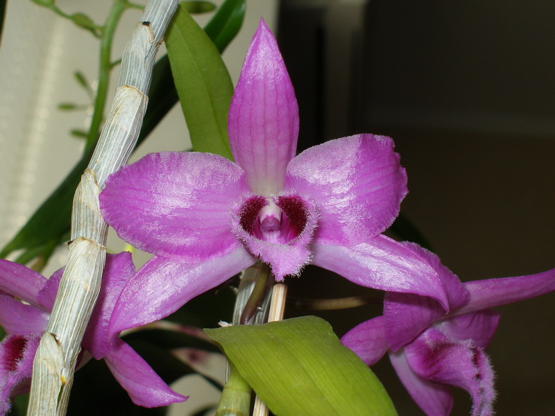 Dendrobium Nestor из Yih-Cheng