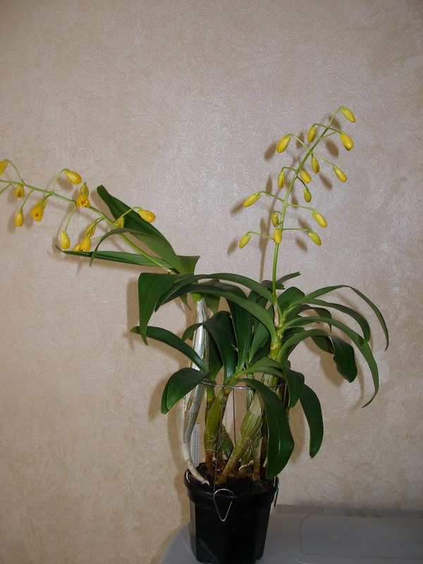 Dendrobium_chrysotoxum_Schwerter_01_070512.jpg