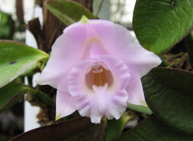 Laelia alaori escura II x Laelia alaori escura I.jpg