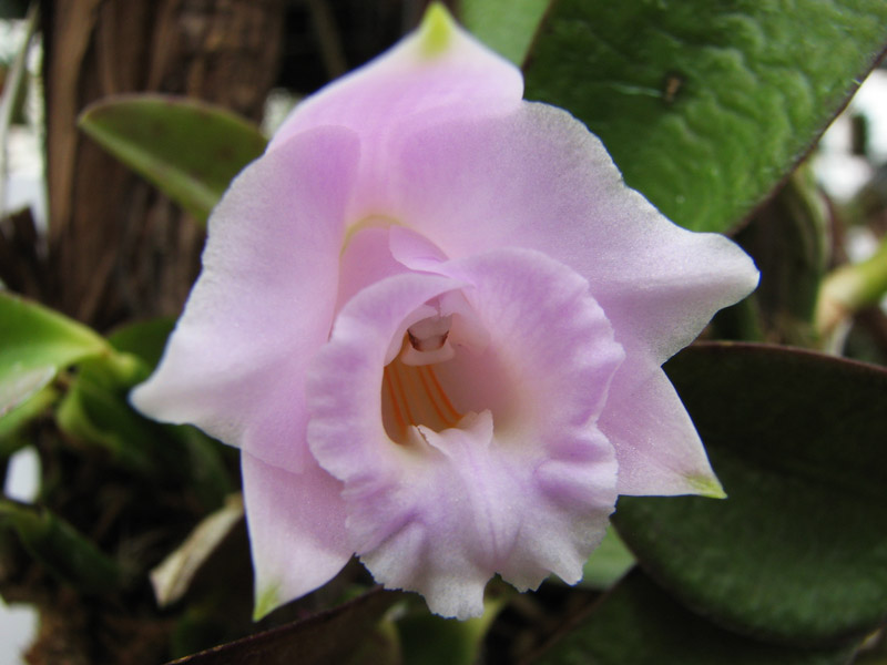 Фото орхидеи Laelia alaori escura II x Laelia alaori escura I.jpg