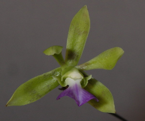 Бразильская орхидея Encyclia bracteata фото