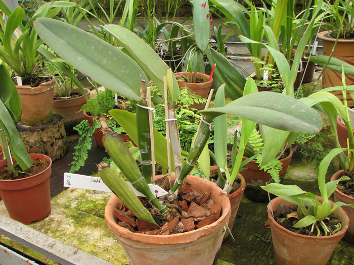 Cattleya maxima.jpg