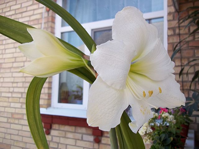 100_1363.JPG