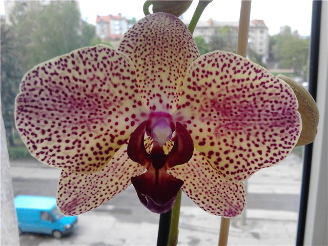 Phalaenopsis Kleo's Beauty