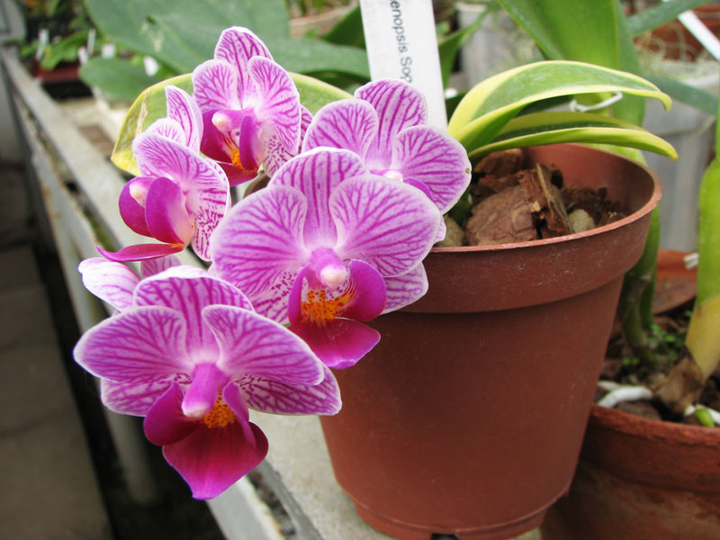 Doritaenopsis Sogo Vivien Variegated leaf.jpg