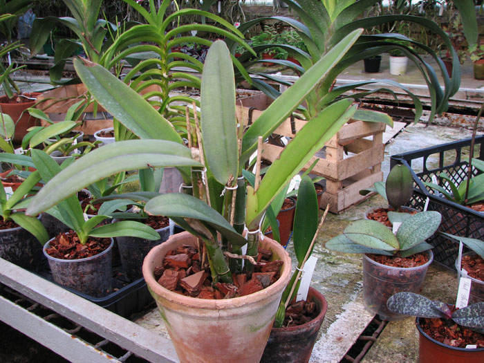 Cattleya maxima.jpg