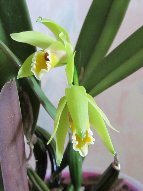 Cattleya luteola2.jpg