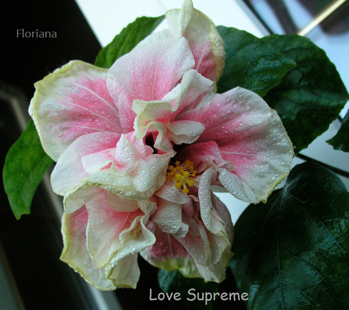 Love-Supreme-.jpg